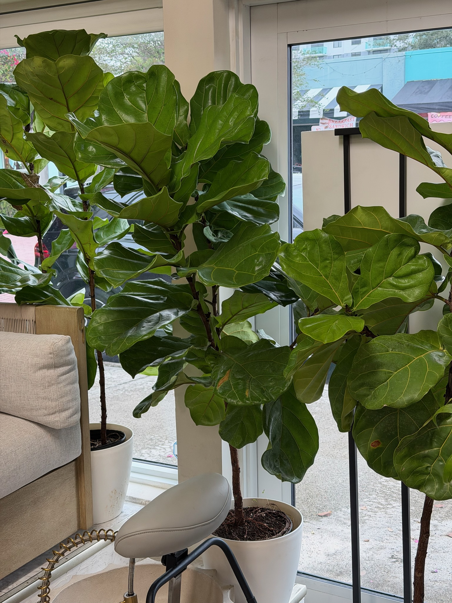 Fiddle Leaf Fig