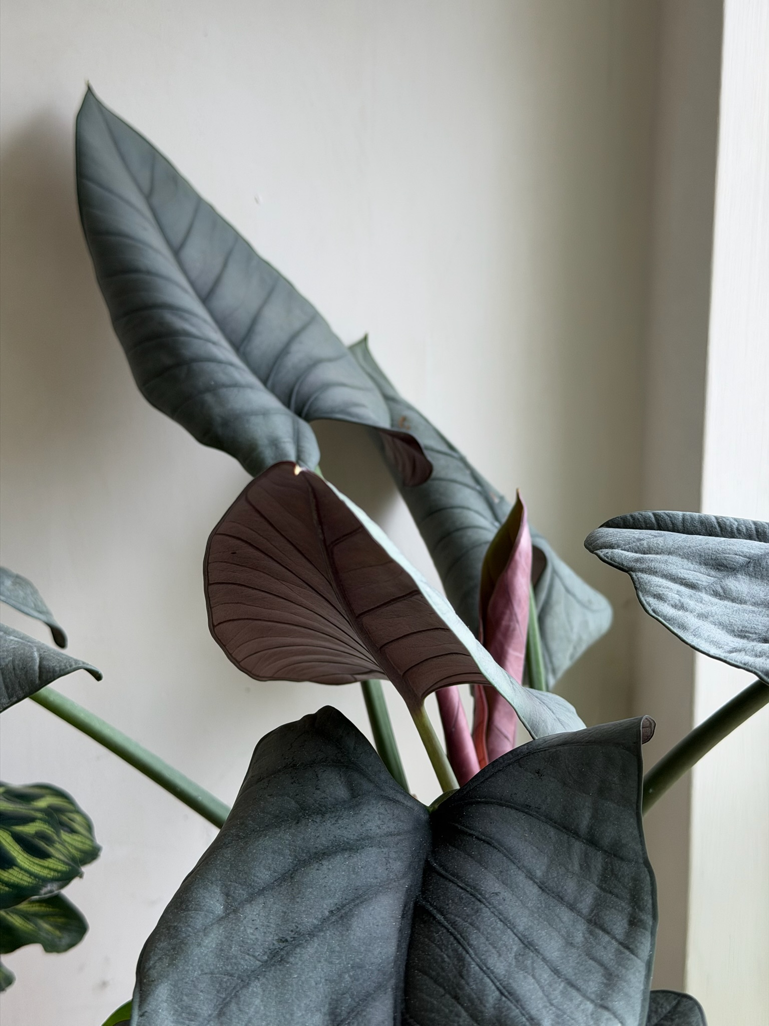 Alocasia Reginae